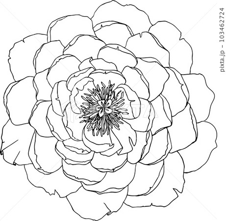 Peony flower vector illustration isolated without background. Botanical element flower bud. Graphic ink clipart for postcards, wedding decor, tattoo, print design. Wedding flower. Peony flower vector illustration isolated without background. Botanical element flower bud. Graphic ink clipart for postcards, wedding decor, tattoo, print design. Wedding flower. 103462724