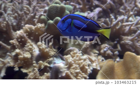 Exotic surgeon fish swims near sea anemones and corals. A blue fish swims in an aquarium. 103463215