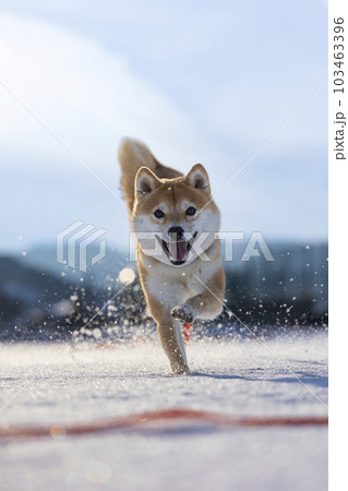 雪ではしゃぐ柴犬 103463396