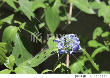 ヤマアジサイ 103463438