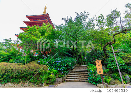 東京 日野市 高幡不動尊 金剛寺 五重塔とあじさい 東京 日野市 高幡不動尊 金剛寺 五重塔とあじさい 103463530