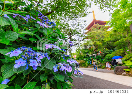 東京　日野市　高幡不動尊 金剛寺　五重塔とあじさい 103463532