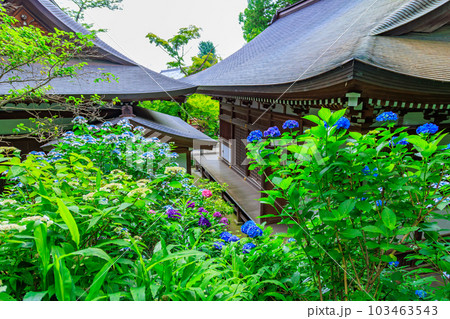 東京　日野市　高幡不動尊 金剛寺　あじさいと大師堂 103463543