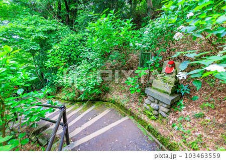 東京 日野市 高幡不動尊 山内八十八ヶ所巡拝と山あじさい 東京 日野市 高幡不動尊 山内八十八ヶ所巡拝と山あじさい 103463559