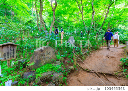 東京 日野市 高幡不動尊 山内八十八ヶ所巡拝と山あじさい 東京 日野市 高幡不動尊 山内八十八ヶ所巡拝と山あじさい 103463568
