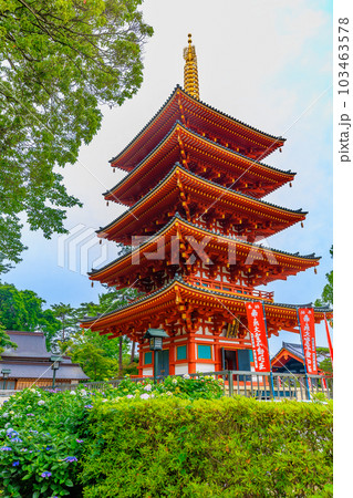 東京　日野市　高幡不動尊 金剛寺　あじさいと五重塔 103463578