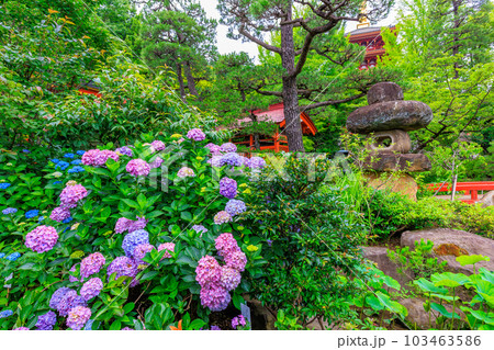東京　日野市　高幡不動尊 金剛寺　あじさいと弁天堂 103463586