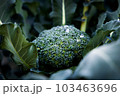 雨上がりの野菜　ブロッコリー 103463696