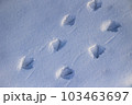 積雪の鴨足跡 103463697