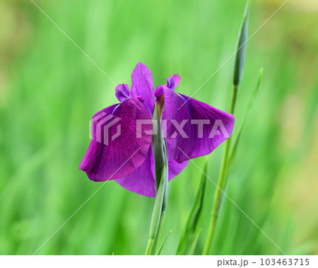 ハナショウブ(花菖蒲/Japanese iris) ハナショウブ(花菖蒲/Japanese iris) 103463715