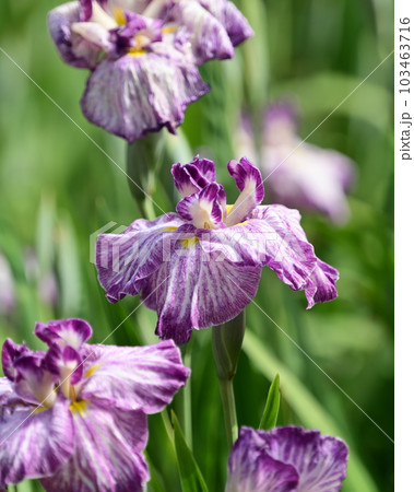 ハナショウブ(花菖蒲/Japanese iris) ハナショウブ(花菖蒲/Japanese iris) 103463716
