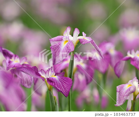 ハナショウブ(花菖蒲/Japanese iris) ハナショウブ(花菖蒲/Japanese iris) 103463737