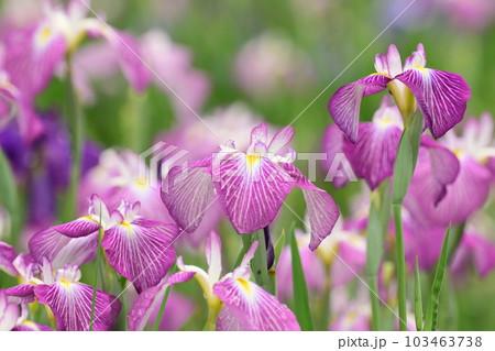 ハナショウブ(花菖蒲/Japanese iris) ハナショウブ(花菖蒲/Japanese iris) 103463738