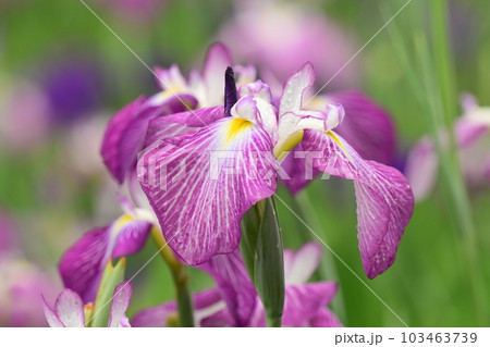 ハナショウブ(花菖蒲/Japanese iris) ハナショウブ(花菖蒲/Japanese iris) 103463739