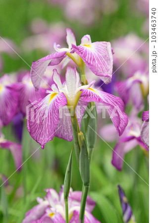 ハナショウブ(花菖蒲/Japanese iris) ハナショウブ(花菖蒲/Japanese iris) 103463740
