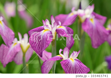 ハナショウブ(花菖蒲/Japanese iris) ハナショウブ(花菖蒲/Japanese iris) 103463741