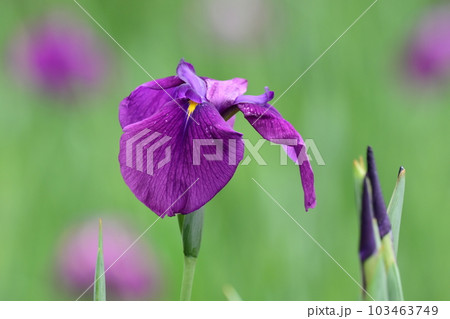 ハナショウブ(花菖蒲/Japanese iris) ハナショウブ(花菖蒲/Japanese iris) 103463749