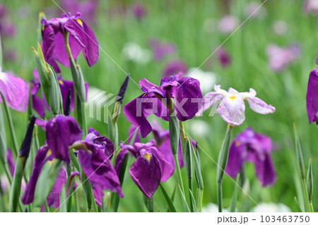 ハナショウブ(花菖蒲/Japanese iris) ハナショウブ(花菖蒲/Japanese iris) 103463750