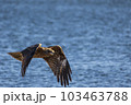 水辺を飛ぶ鷹 103463788
