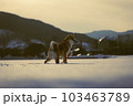雪にたたずむ柴犬 103463789