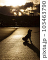 夕日に照らされる柴犬 103463790