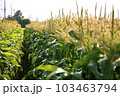 とうもろこし畑 103463794