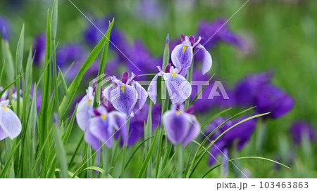 美しい花菖蒲(ハナショウブ/Japanese iris) 美しい花菖蒲(ハナショウブ/Japanese iris) 103463863