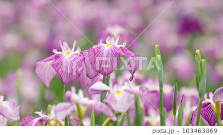 美しい花菖蒲(ハナショウブ/Japanese iris) 美しい花菖蒲(ハナショウブ/Japanese iris) 103463869