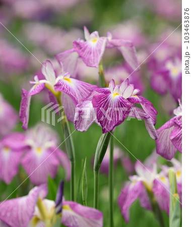 美しい花菖蒲(ハナショウブ/Japanese iris) 美しい花菖蒲(ハナショウブ/Japanese iris) 103463876