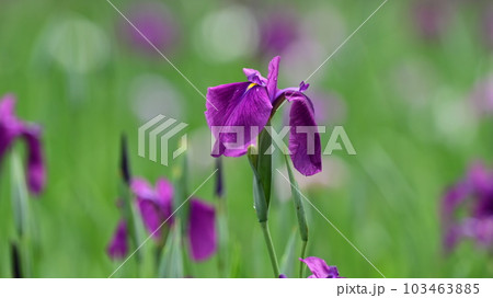 美しい花菖蒲(ハナショウブ/Japanese iris) 美しい花菖蒲(ハナショウブ/Japanese iris) 103463885
