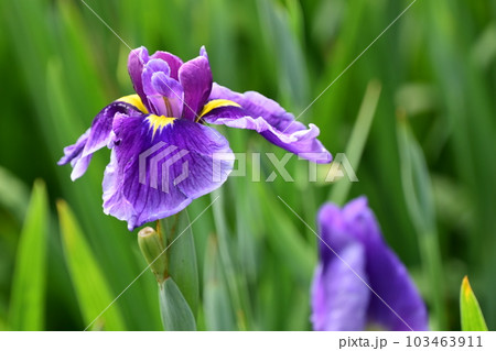 美しい花菖蒲（ハナショウブ/Japanese iris） 103463911