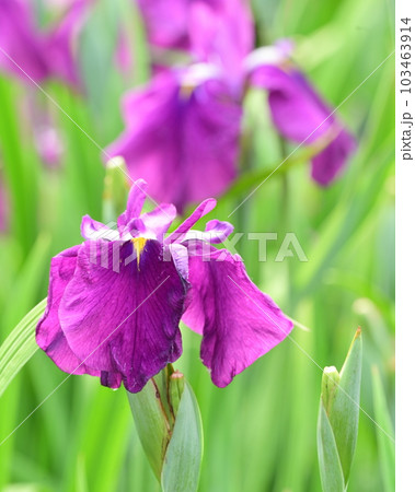 美しい花菖蒲（ハナショウブ/Japanese iris） 103463914