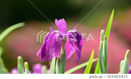 美しい花菖蒲（ハナショウブ/Japanese iris） 103463915