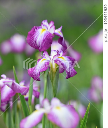 美しい花菖蒲（ハナショウブ/Japanese iris） 103463920