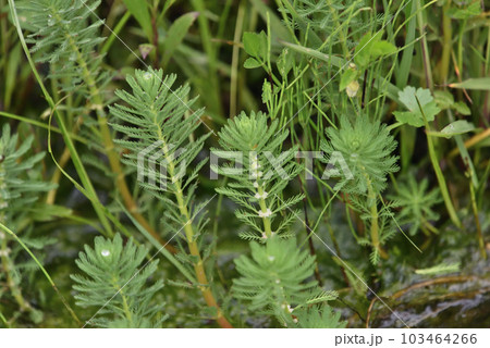 白い小さな花をつけているオオフサモ 103464266