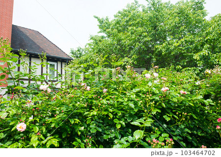 《神戸市》山間部に位置する植物園 布引ハーブ園/ 103464702