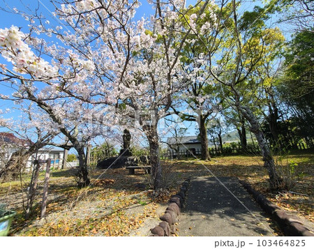 野間の関跡 桜の咲く頃 出水市 鹿児島県 野間の関跡 桜の咲く頃 出水市 鹿児島県 103464825