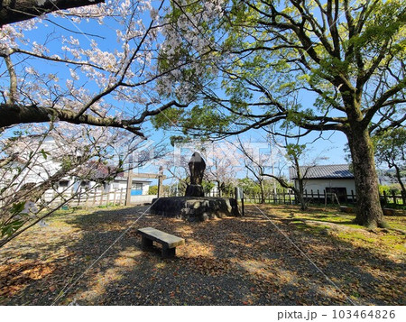 野間の関跡　桜の咲く頃　出水市　鹿児島県 103464826