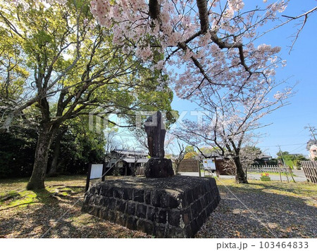 野間の関跡　桜の咲く頃　出水市　鹿児島県 103464833