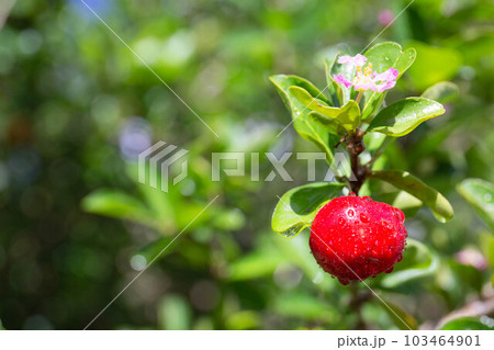 アセロラ実り 103464901