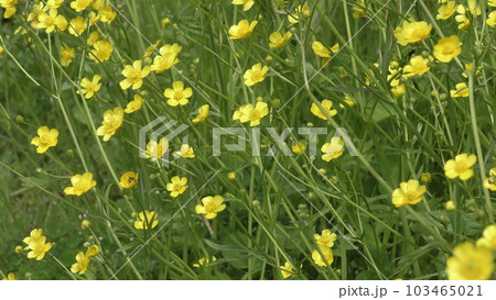 きんぽうげの花 103465021