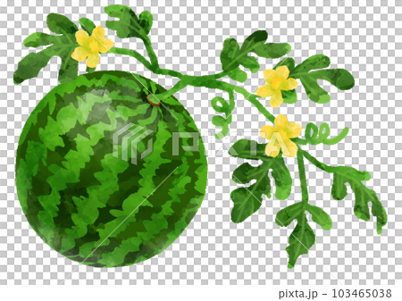 手描き水彩風のスイカのイラスト 103465038