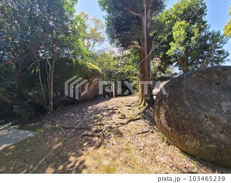 野田の奇石　川平農村公園の巨石群　桜の咲く頃　野田町　出水市　鹿児島県 103465239