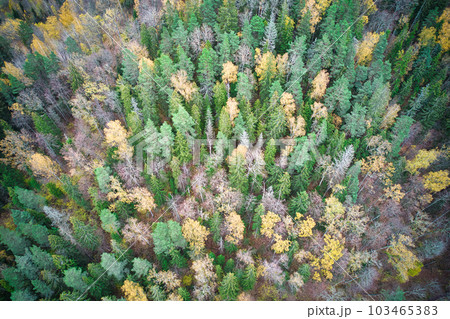 Above aerial shot of green pine forests and yellow foliage groves with beautiful texture of golden treetops. Beautiful fall season scenery in evening. Mountains in autumn colors in golden time 103465383