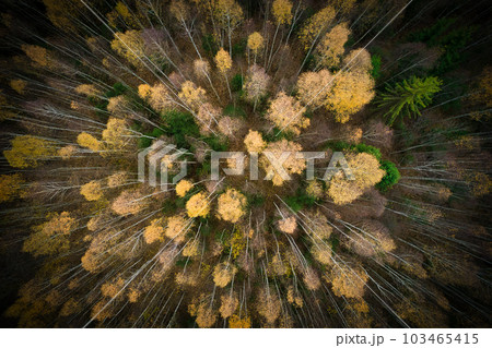 Above aerial shot of green pine forests and yellow foliage groves with beautiful texture of golden treetops. Beautiful fall season scenery in evening. Mountains in autumn colors in golden time Above aerial shot of green pine forests and yellow foliage groves with beautiful texture of golden treetops. Beautiful fall season scenery in evening. Mountains in autumn colors in golden time 103465415