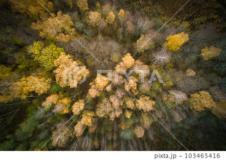 Above aerial shot of green pine forests and yellow foliage groves with beautiful texture of golden treetops. Beautiful fall season scenery in evening. Mountains in autumn colors in golden time Above aerial shot of green pine forests and yellow foliage groves with beautiful texture of golden treetops. Beautiful fall season scenery in evening. Mountains in autumn colors in golden time 103465416