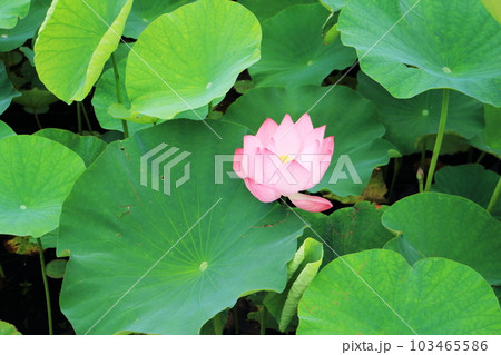 ピンク色の美しい蓮の花 103465586