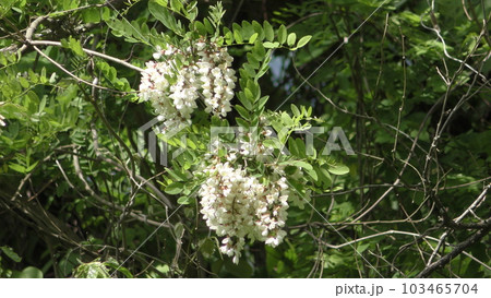 ニセアカシアの花 ニセアカシアの花 103465704