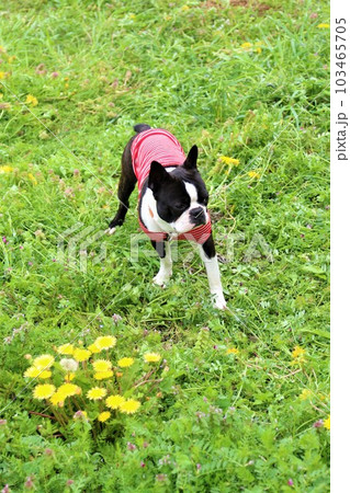 タンポポが咲く野原で里山を見つめる赤いボーダーシャツのボストンテリア♡マイティくん 103465705