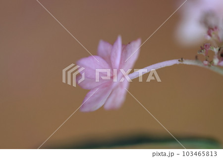 アジサイ　1129 103465813